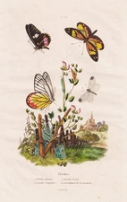 Butterflies Insects Pierides Dolls Caterpillars Steel Engraving Guerin-Meneville 1838