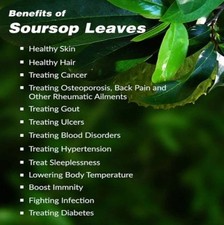 40 Organic Dried Soursop Leaves  Graviola Tea Leaves  100 Natural Herbal