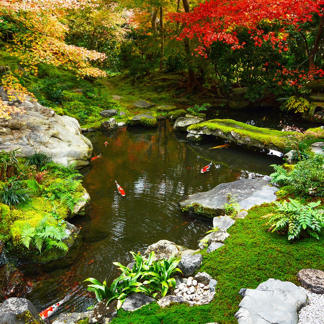 HALF OFF PONDS PondBuilder 10,000 GPH Pump Pond Kit 50' x 80' EPDM Pond Liner