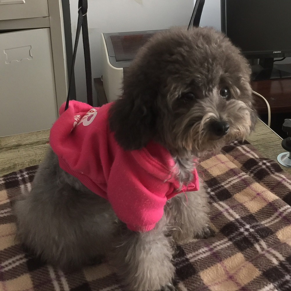 Prolunga cinghia da bagno per cani foto 2