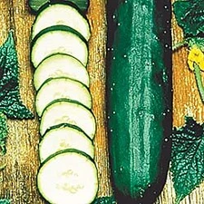 Cucumber Bush Early Spring Burpless    250 seeds