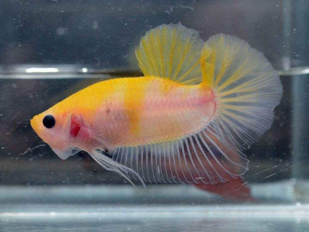 Foto 7 di 8