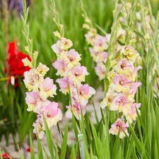 5 - GLADIOLUS Mon Amour Flower Bulbs  DELICATE BLEND OF COLORS