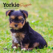 Yorkshire Terrier Puppies | 2026 7x14" (Hanging) Monthly Mini Wall Calendar