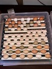12 + Layers Choice Chicken Hatching Eggs! 4 Silkie Mix Eggs Guarantee! — photo 8