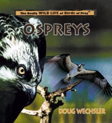 Ospreys by Wechsler, Doug