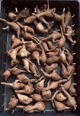Live Plants Phyllanthus Mirabilis | 12 Mini Caudex | Handpicked Select by Seller