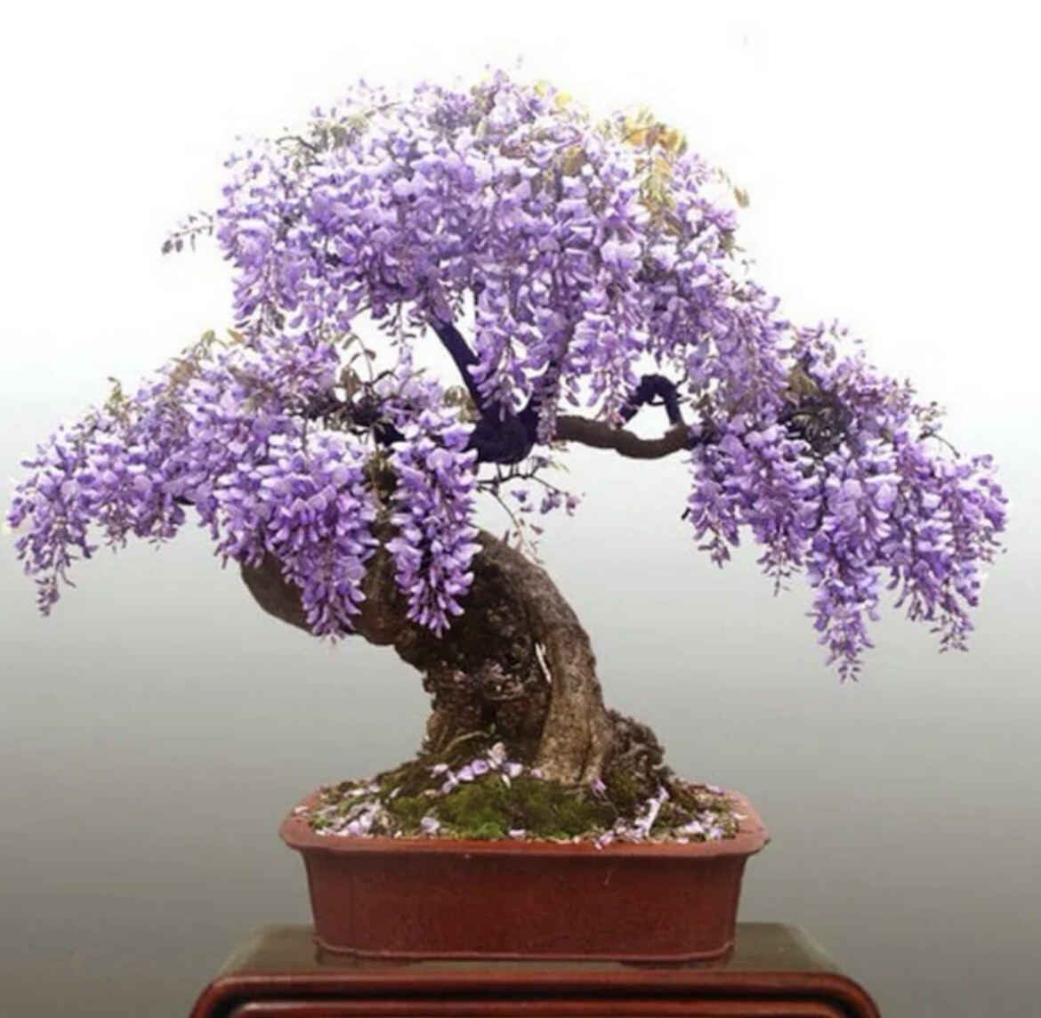 Purple Rain Wisteria Bonsai seeds, high quality seeds high germination rate  | eBay