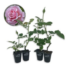 Belinda's Dream Rose Bush - Live Starter Plants in 2