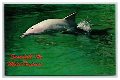 Snowball the White Porpoise Seaquarium Miami Florida FL Chrome Postcard XA11