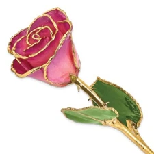 Lacquer Dipped Gold Trimmed Pink Picaso Real Rose - FREE SHIPPING