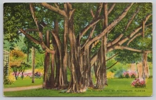St Petersburg Florida The Banyan Tree Linen Postcard Posted