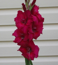 GLADIOLUS PLUM TART  5  Flower Bulbs PERENNIAL Beautiful Long Lasting US GROWN