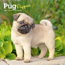 Browntrout Pug Puppies 2026 7 x 7 Mini Calendar w