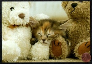 kitten teddy bear