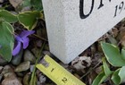 Foto 8 di 27