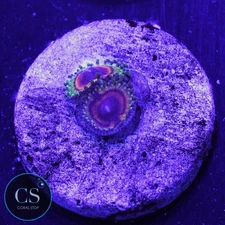 CS LITTLE SHOP OF HORROR ZOA - WYSIWYG LIVE CORAL