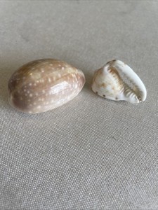 Cowrie Shell Pair Monetaria moneta & Cypraea annulus Natural Sea Shells