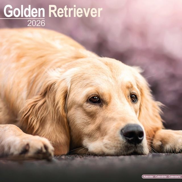 Golden Retriever 2026 Wall Calendar Official