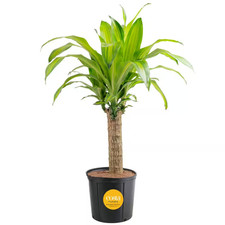 Mass Cane Indoor Plant in 8.75 In. Grower Pot, Avg.
