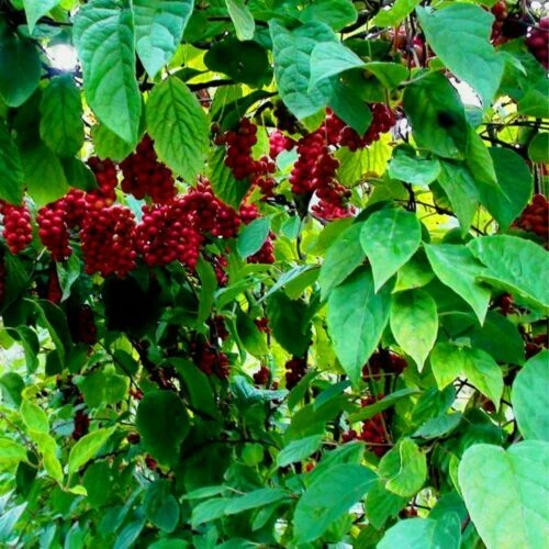 Pflanzen, Sämereien & Blumenzwiebeln Laubabwerfende