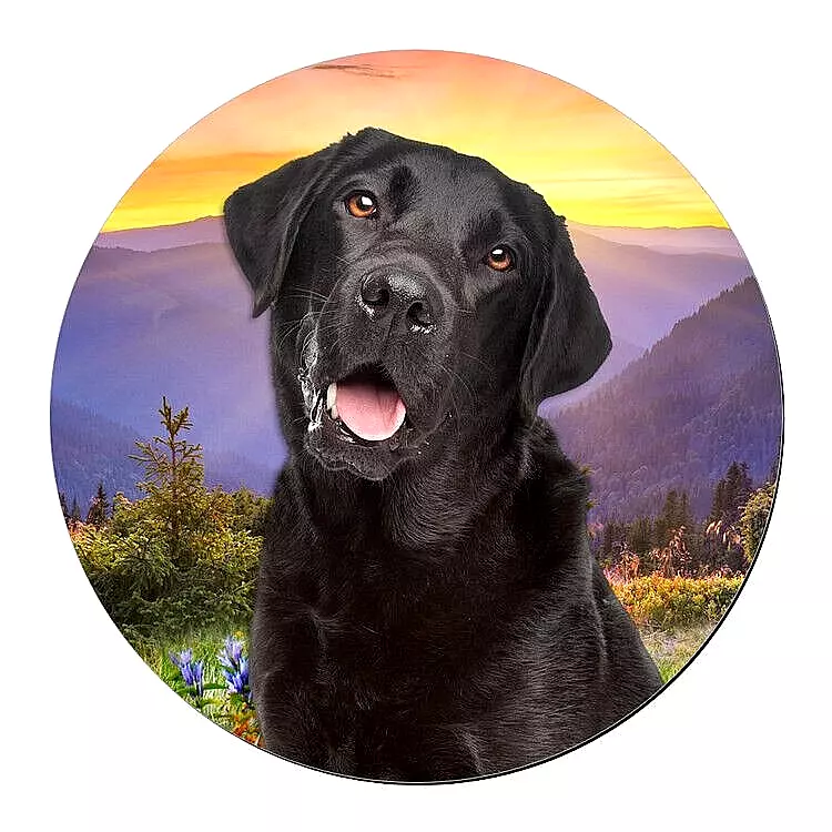 Labra hotsell dog chain