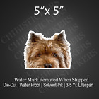 Norwich Terrier Fawn Norwich Realistic Dog Peeker Sticker Vinyl Waterproof
