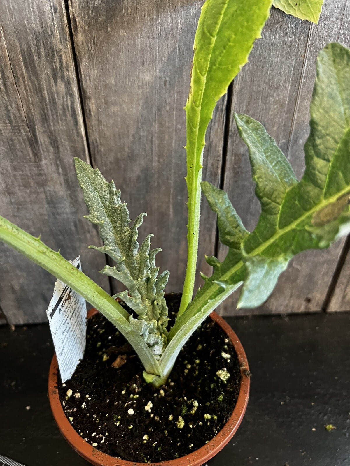 2 LIVE Artichoke Plants, FREE Shipping eBay