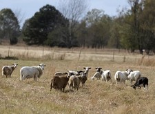 Foto: Ovejas atentas en una granja en el condado de Panola, Mississippi