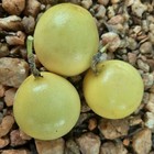 1 Pack 100 Cyan Passion Fruit Seeds Passiflora Seed Passionfruit Organic Fruit