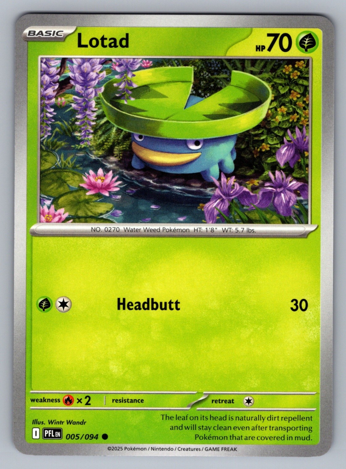 Pokémon TCG Lotad Common ME02: Phantasmal Flames 005/094 NM