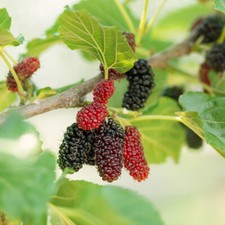 Black Mulberry Fruit Tree Morus nigra XXL Jumbo Plug Plants - 24HR DISPATCH