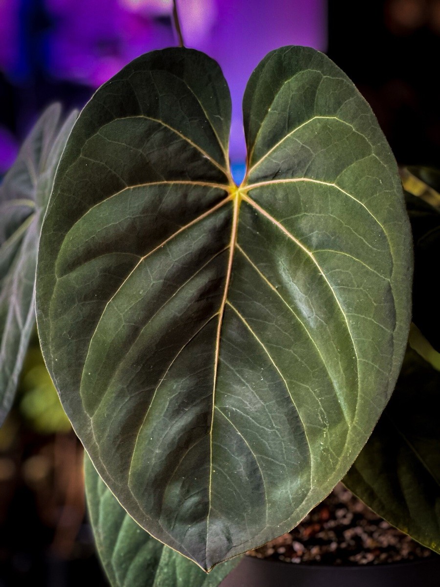 Anthurium Goliath X Black Widow x Michelle x Zara x Michelle | eBay UK