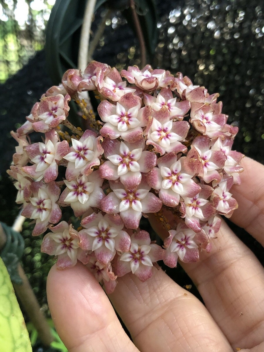 HOYA ロヘリ 250808 21 HOYA ロヘリ 250808 21 - メルカリ