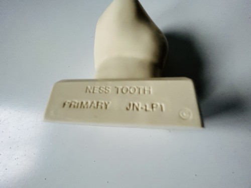 NESS TOOTH Dreidimensionale Modelle. Schaumodelle. Zahnmodelle. - Bild 6 von 12