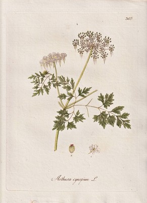 Hundspetersilie fool's parsley Blume Botanik botany Kerner Kupferstich 1791