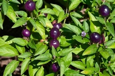 Blue Dream Pepper Bush {Capsicum annuum} Filius Blue 50+ seeds Free Shipping!