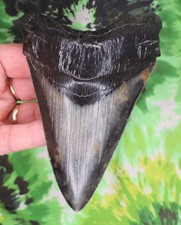 Megalodon Sharks Tooth 5 1/8