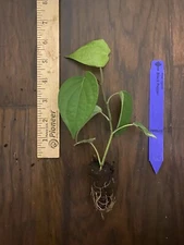 Black Pepper Vine (Piper nigrum) - 1 Live TC Plant/Plug – 2-6 inches -Edible!