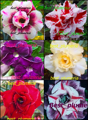 BEAUTIFUL!! ADENIUM OBESUM ''Mixed 6 types'' 6 GRAFTED PLANTS!!