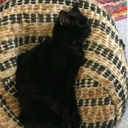 Kitten In Carindale 4152 Qld Cats Kittens Gumtree Australia Free Local Classifieds