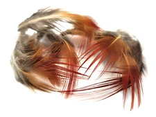 PHEASANT TAIL FEATHERS - RED/ GOLDEN- TAILS - 12 pc. - Fly Tying Materials - NEW