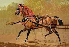 State Carriage Horse Samuel Sidney Poster Print
