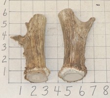 2 #1  Deer Antler Crowns Knife Handle Crafts Dog Chew Treat