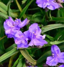Dreimasterblumen Concorde Grape - Tradescanti...