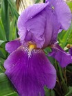 5 Purple Bearded Iris ~ Bulb Rhizomes ~ Heirloom ~ Annual ~ Freshly Dug