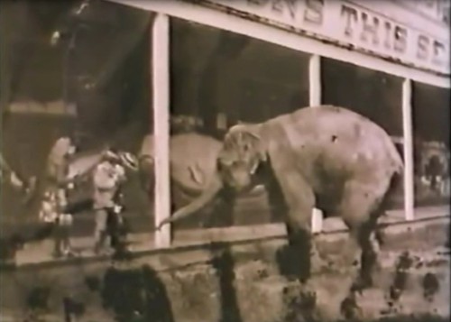 Coney Island Carnival Freak Show Carousel - Over 2 Hrs. of Old Footage On USB - Picture 6 of 13