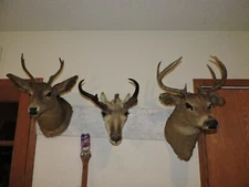 Vintage Trio Antelope Whitetail Deer Head Shoulder Mounts Taxidermy Antler Mule