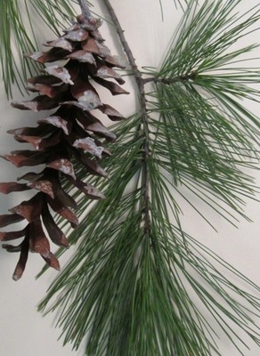 HOME SCENTS - A Dozen Midwestern Pine Cones