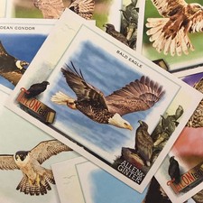 2023 Allen And Ginter Mlb Great Horned Owl Talon-ted No 7